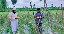 বেগুন গাছে টমেটো চাষ, সাড়া ফেলেছেন বদলগাছীর কৃষক